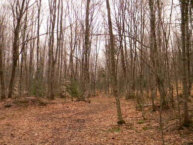 Woods