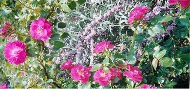 226 Shutesbury Rd, Amherst, MA 01002 - photo 6