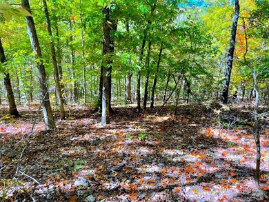 18 Longhorn Dr, Williford, AR 72482 - photo 5