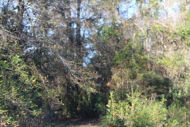 6.66 Agricola Latonia Rd, Lucedale, MS 39452 - photo 4