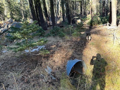 550 Cabbage Patch Log Rd, Tamarack, CA 95223 - photo 3