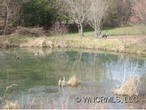 ducks on the pond