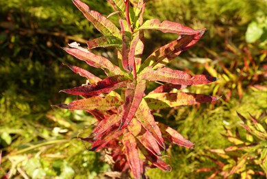 DSC02281