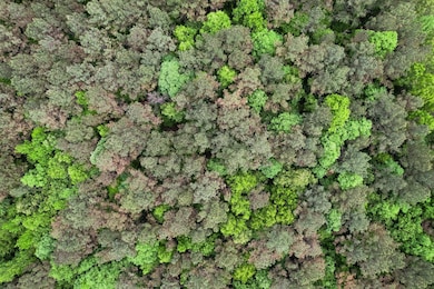 Pine Aerial