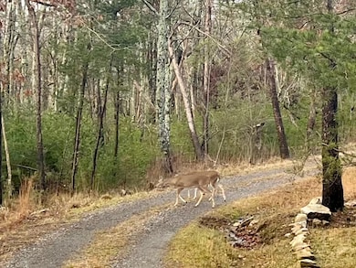 deer64