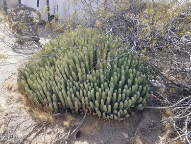 cactus 2