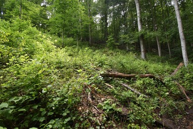 0 Highway 128 unit RTC2539766, Linden, TN 37096 - photo 6