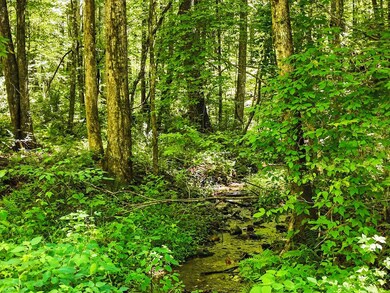 245+/-AC Gates Chapel Rd, Ellijay, GA 30540 - photo 2