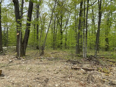 woods towards road from house3