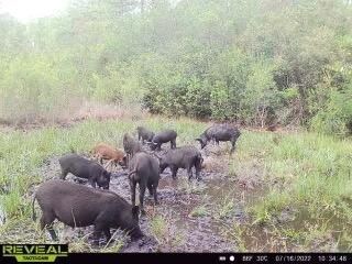 0 SW Brown Rd, Lee, FL 32059 - photo 3