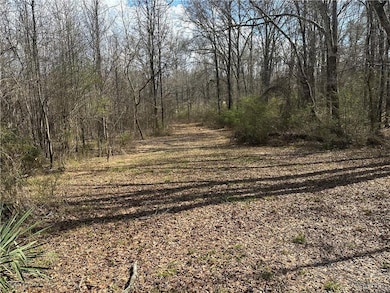 Partially cleared area of yard