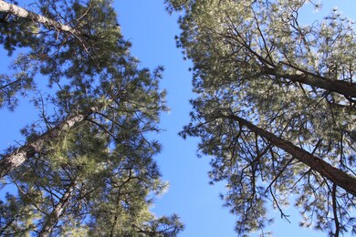 2121 S Bristlecone Dr unit 350, Show Low, AZ 85901 - photo 2