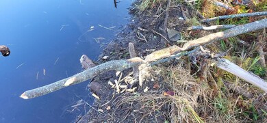 Beaver work