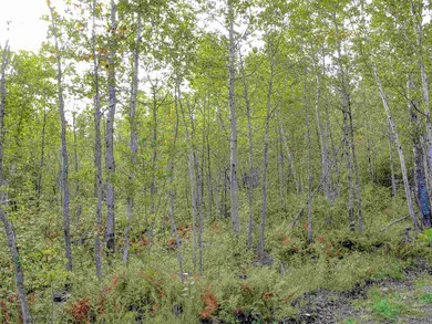 9223 Minnesota 61, Schroeder, MN 55613 - photo 7