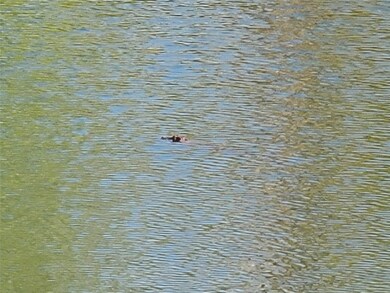 Small Alligator in the lake