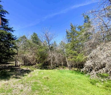 View of local wilderness