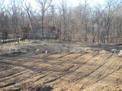 Black Walnut Back Yard