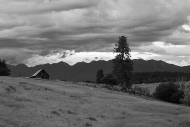 41 Bear Paw B&W