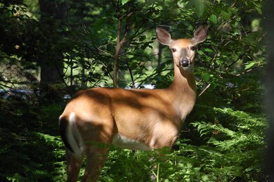 Deer pic1
