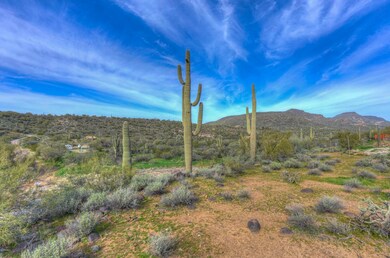 Numerous Saguaros