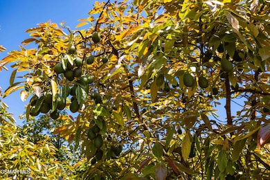Avocados