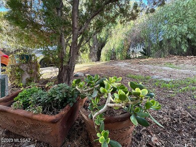 Front yard 2