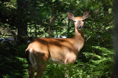 Deer pic1