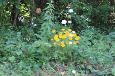 wildflowers galore