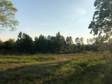 Planted Pines on property