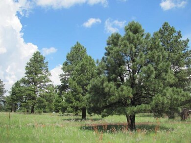 lots of trees