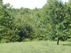 Tobin-40 Acres (5)
