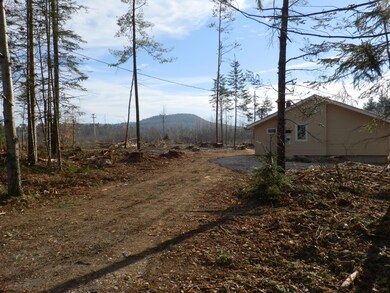 Big pine removed