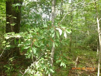 17.53 Ac W Lupine Ln, Cutler, WI 54618 - photo 7