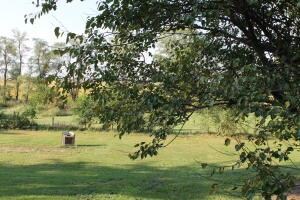 Back lawn