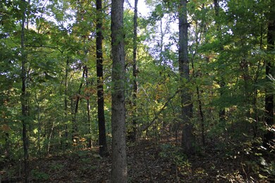Woods on property