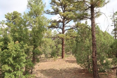 Pines