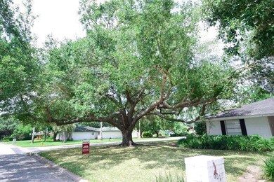 Gorgeous Oak Tree