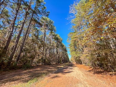 000 Forest Service Road 527, Apple Springs, TX 75926 - photo 6