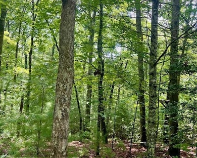 0 Hillbilly Holler unit 7429512, Blue Ridge, GA 30513 - photo 2