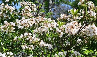Bluff View, B6, mountain laurel