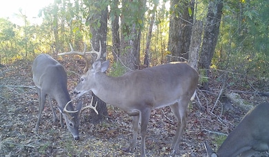 Brooks Rd, Hurtsboro, AL 36860 - photo 4