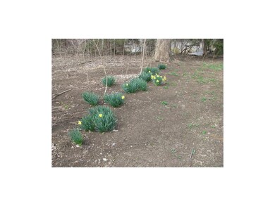 Daffodils in bloom.