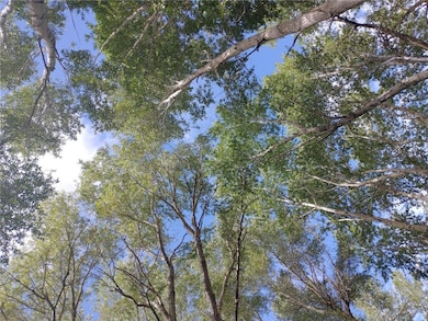 Cottonwood Trees line the Creek