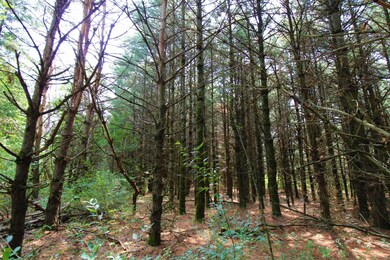 10 Acres 3rd, Coloma, WI 54930 - photo 7