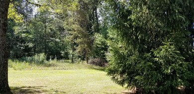 Back Yard 3
