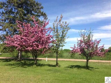 Trees in bloom in the front yard.