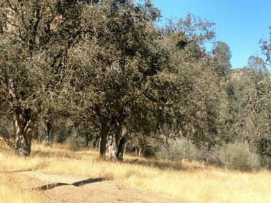 Oak Trees