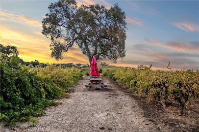 Ancient oak view from patio and tasting room.