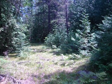 woods