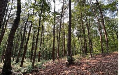 0 Lt 2 Ravencliff Rd, Talking Rock, GA 30175 - photo 4